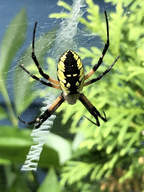 Argiope (spider) .